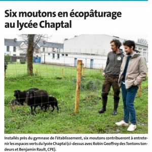 20240412 Six moutons en écopâturage au lycée Chaptal